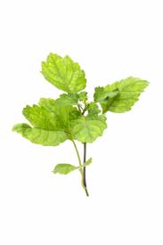 Patchouli essential oil